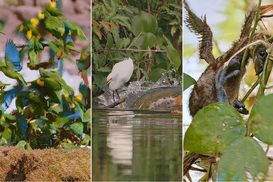 Amazônia