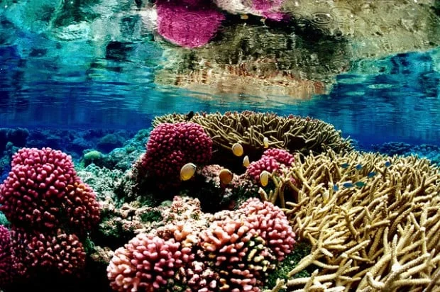 recifes de coral