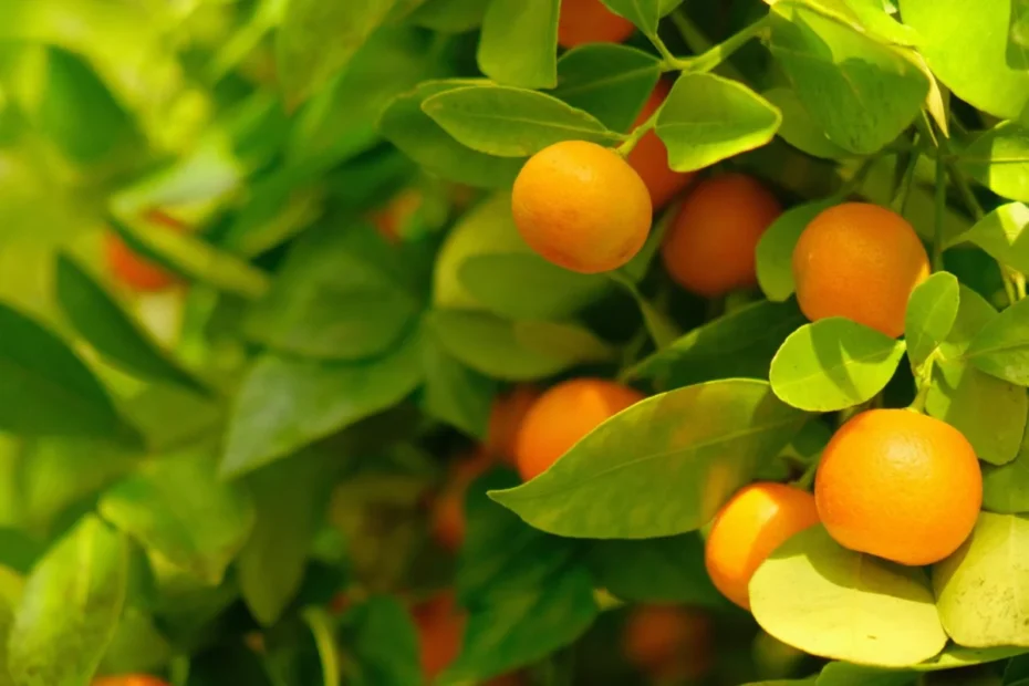 Kumquat