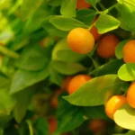 Kumquat