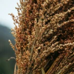 sorgo