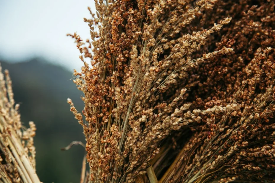 sorgo