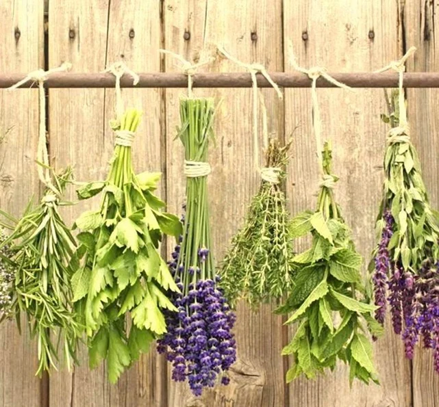 plantas medicinais