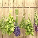 plantas medicinais