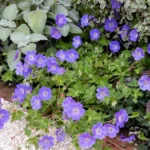 jardinagem