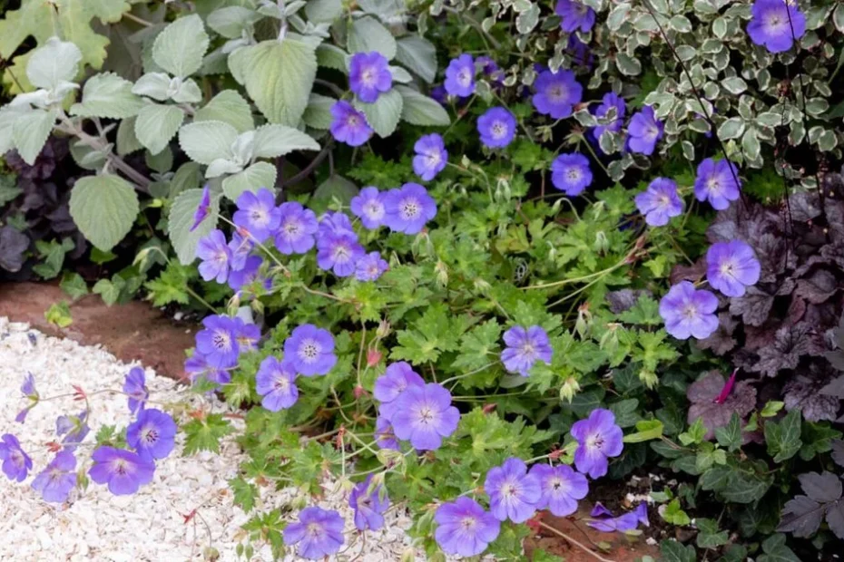 jardinagem