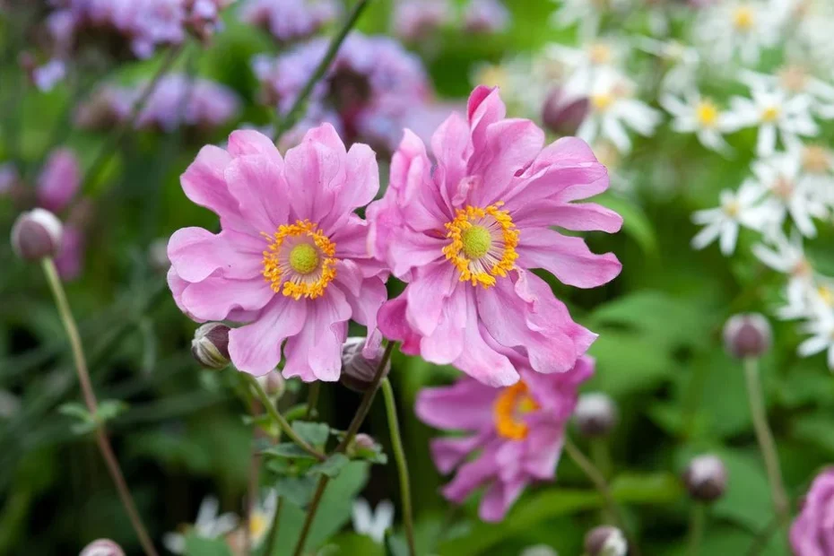 invasive plants