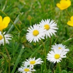jardinagem