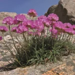 jardinagem