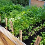 raised bed gardening
