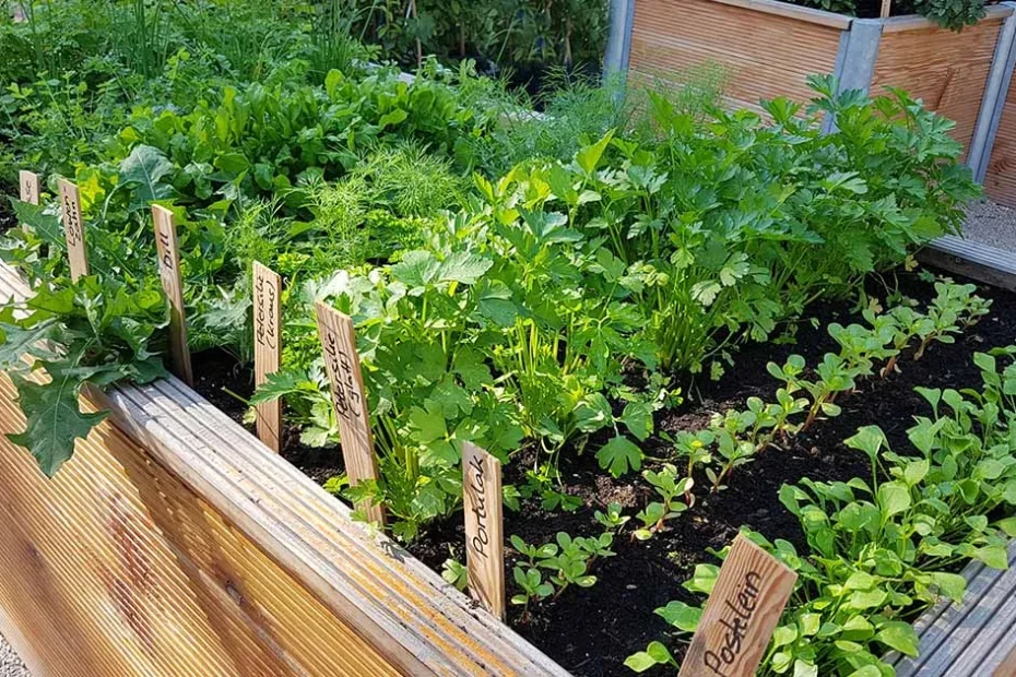 raised bed gardening