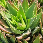 Aloe