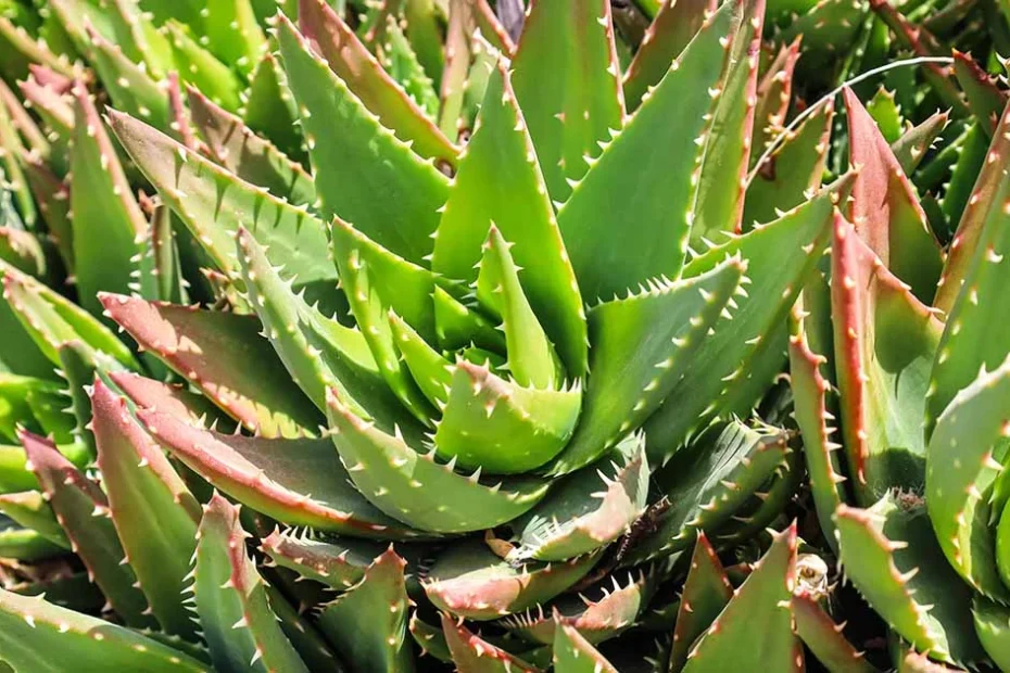 Aloe