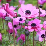 Anemone varieties