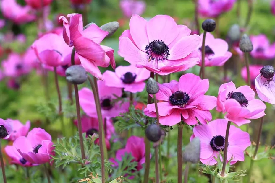 Anemone varieties