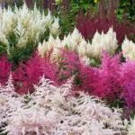 Astilbe