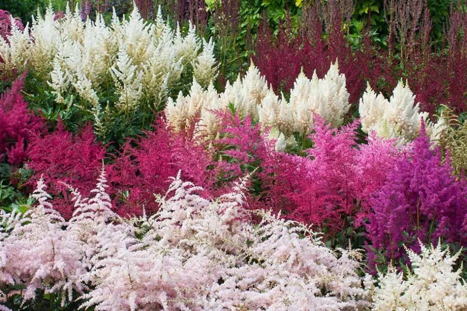 Astilbe