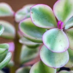 Elephant bush