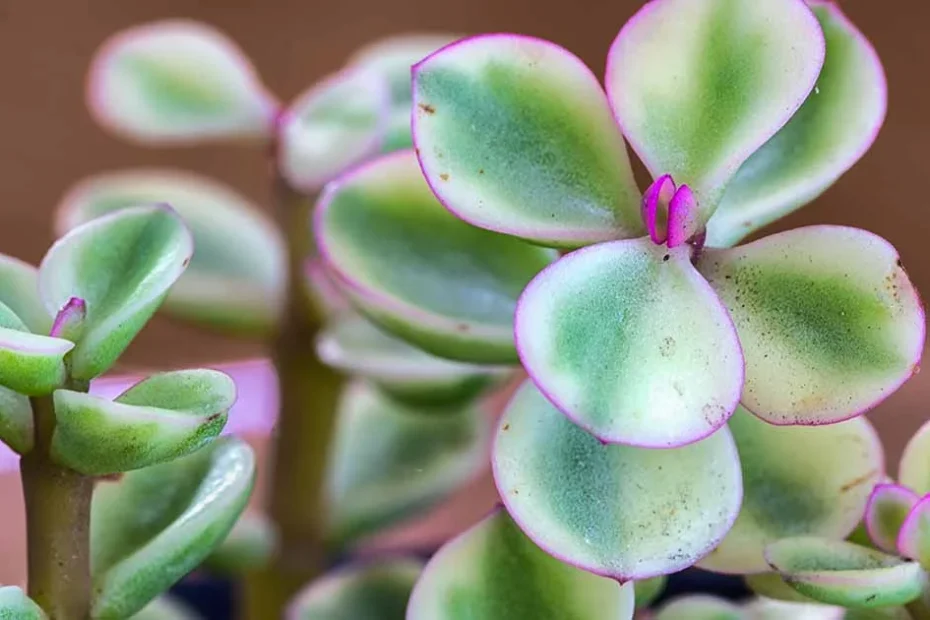 Elephant bush