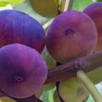 fig trees