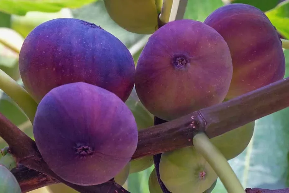 fig trees