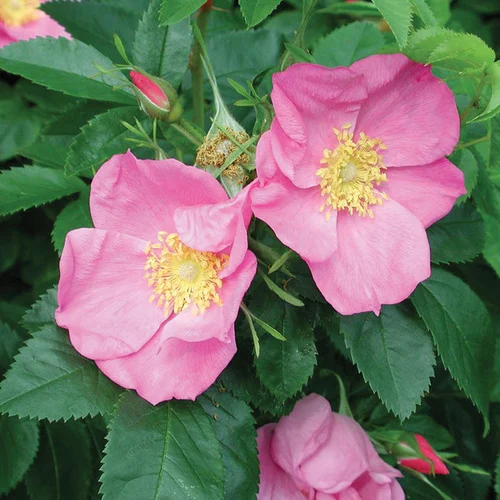native plants