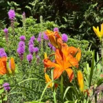 Daylilies