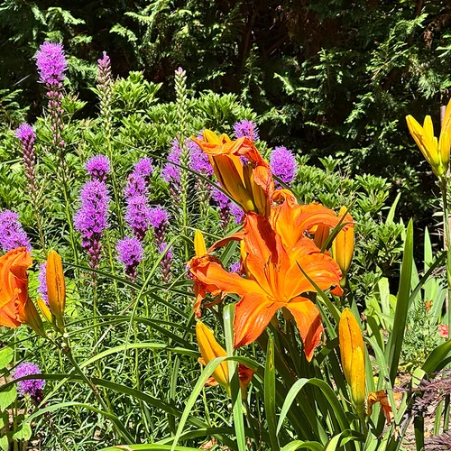 Daylilies