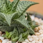 Gasteraloe