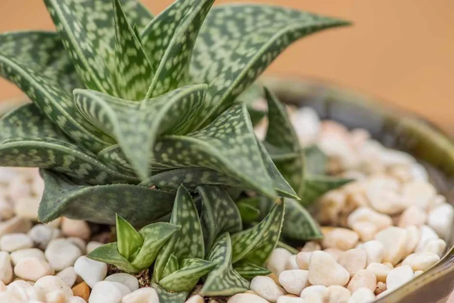 Gasteraloe