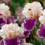 German bearded iris