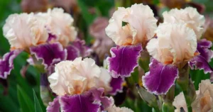 German bearded iris