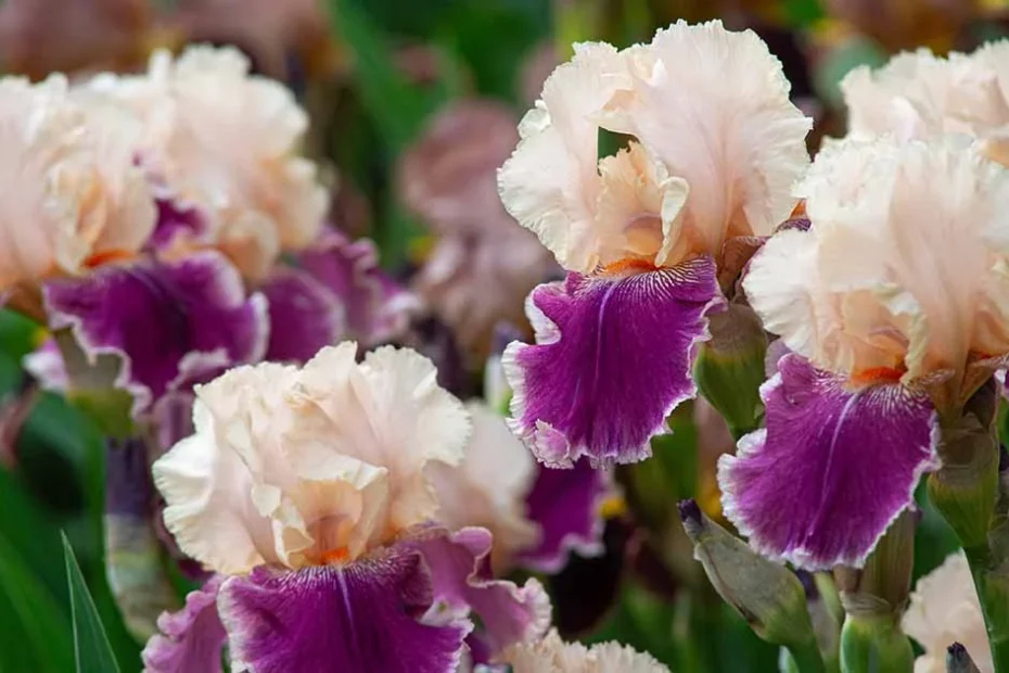 German bearded iris