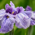 Japanese Iris