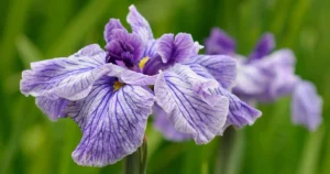 Japanese Iris