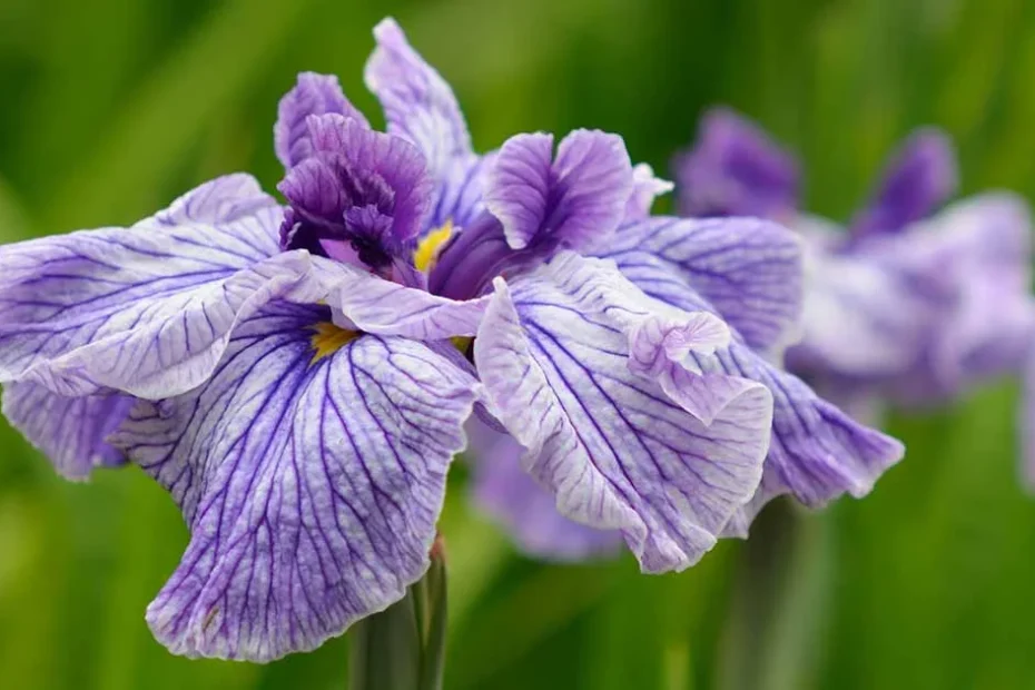 Japanese Iris