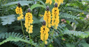Popcorn cassia