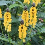 Popcorn cassia