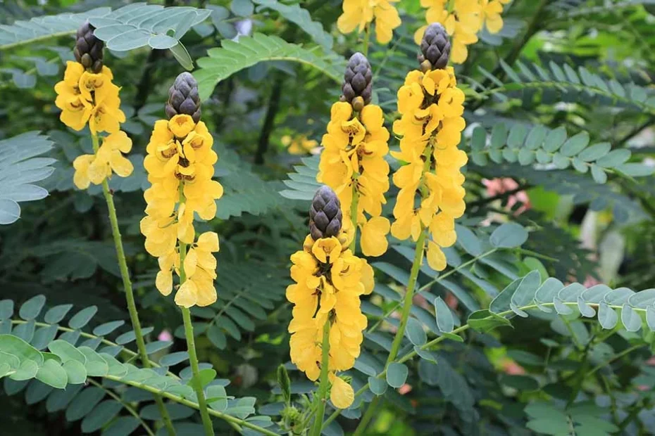 Popcorn cassia