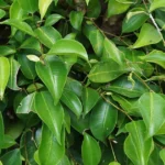 Weeping Fig