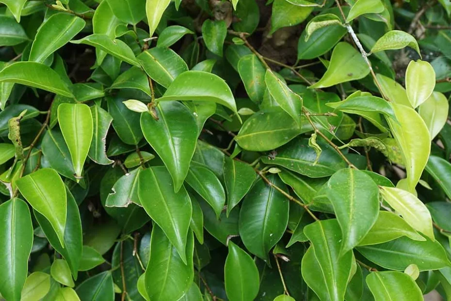 Weeping Fig