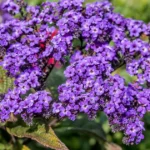 Heliotropes
