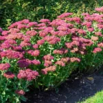 Sedum