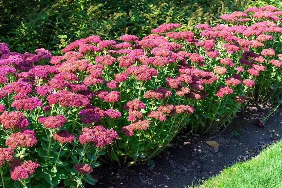 Sedum