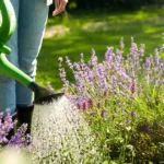 compost tea