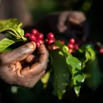 agricultura regenerativa