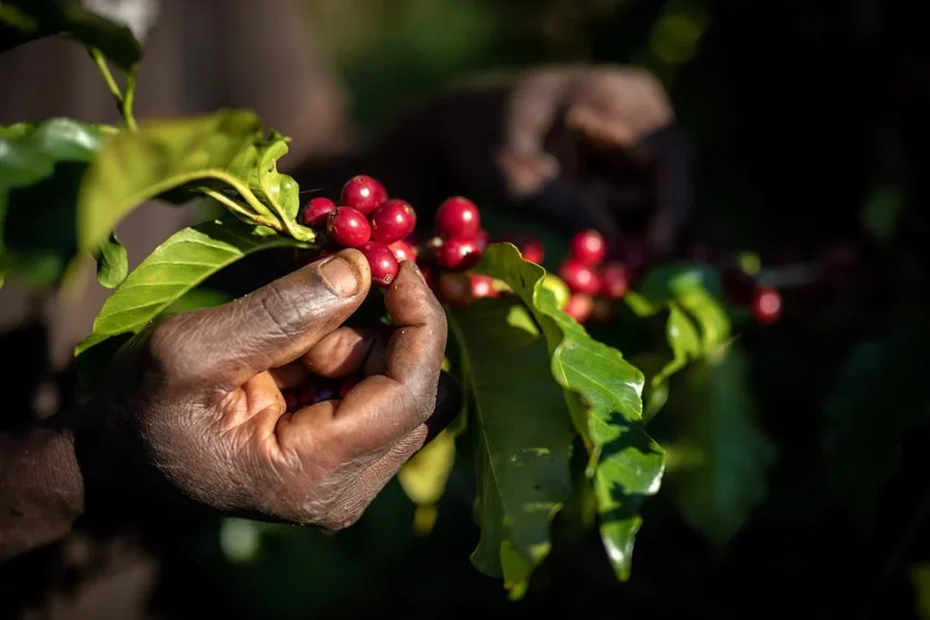agricultura regenerativa