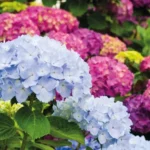 hortênsias