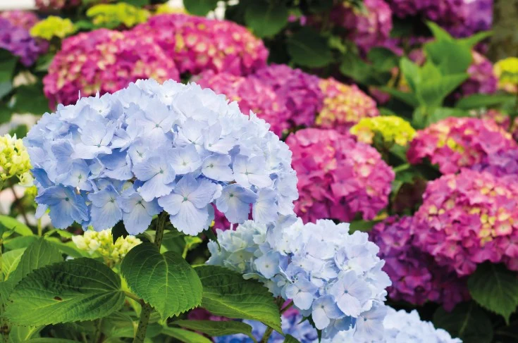 hortênsias