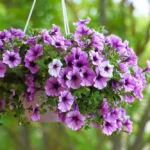 petúnias